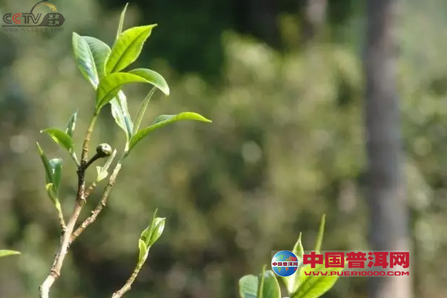 品茶正在农村演变成为一种时尚