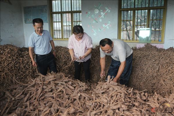 2020年8月21日，重庆市忠县优草堂中药材股份合作社的股东们在检查烘干的中药材白芷。黄金华摄.JPG