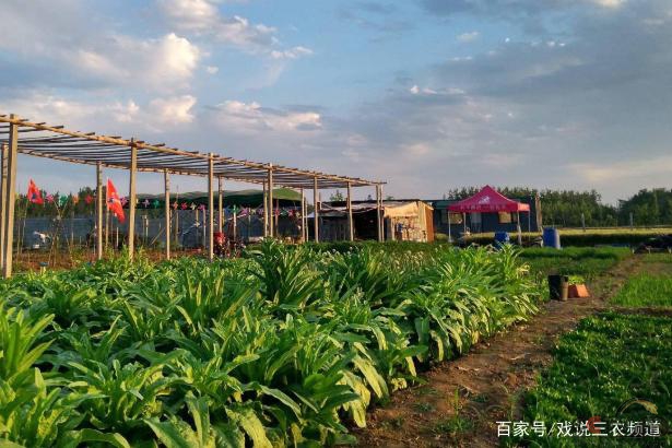 自愿“退地换钱”，最高补10万/亩？有地的提前恭喜！你心动了吗