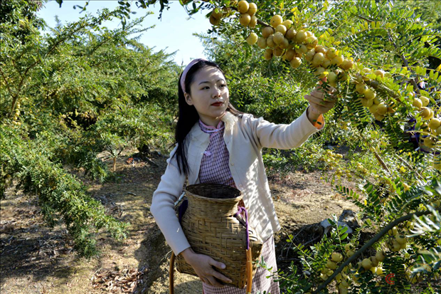 广东朱氏文海现代农业 高产微量元素“红光甜油甘”