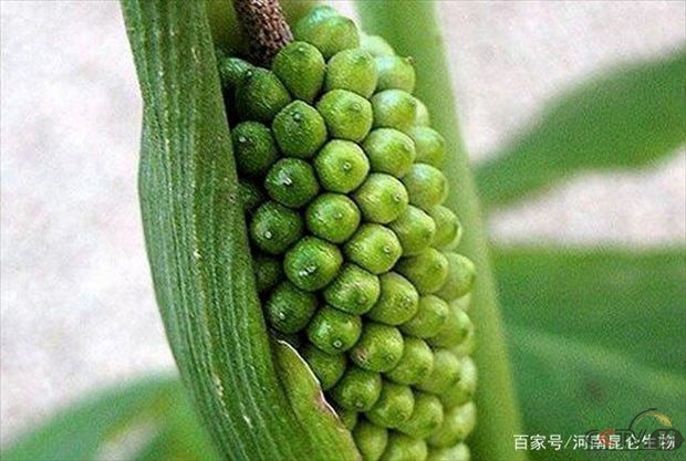 微信图片_20210108081953.jpg