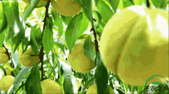 216130438_12_20210223115913459.gif