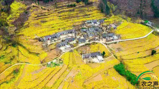 第一书记兰念瑛：绘就富民强村的美丽画卷