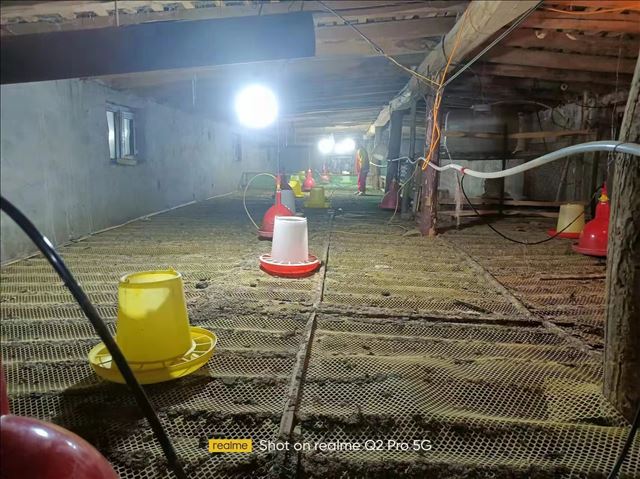 图二：鹅苗进舍前，已提前将鹅舍打扫干净，并准备了水及饲料。.jpg