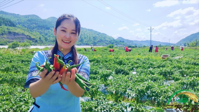 贵州德江青年情系家乡，春晖行动助力黔货出山