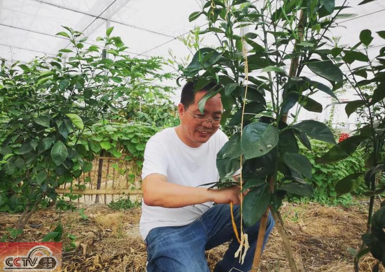 宁波这个橘农想当农业界网红