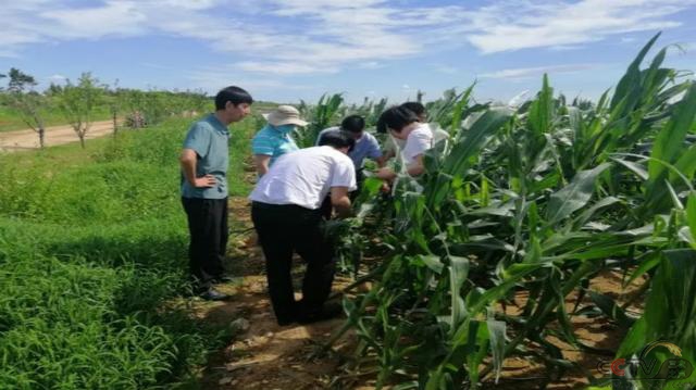 全国农业技术推广服务中心、山东省植保总站专家指导组到威海市文登区调研指导草地贪夜蛾监测与防控工作