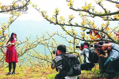 德化“以花为媒，以果会客”发展梨产业 农旅融合带动乡村振兴