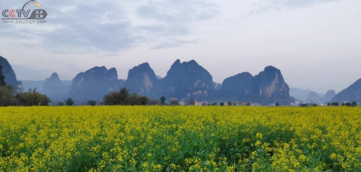 清远英德黄花镇：打好“乡情牌”，统筹青年助推乡村振兴