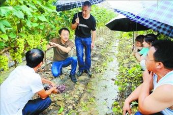 马志峰:科技下乡到田头,助农撷取“致富果”