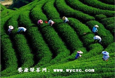 到最美乡村江西婺源品茶：茶不醉人人己醉