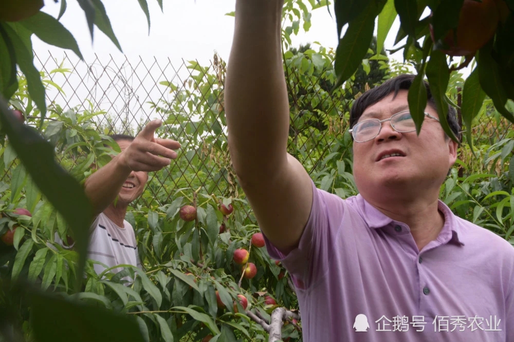 风靡农村的采摘园，为啥总是赚少赔多，4个核心要素指点迷津