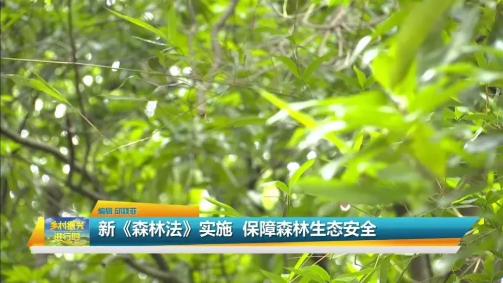 新《森林法》实施，保障森林生态安全