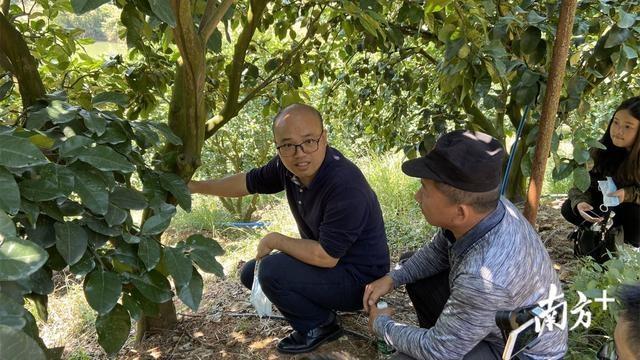 仁化柑橘为何这么秀？“三农”志愿服务大队功不可没
