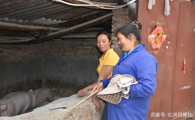乡村新女性 养猪小能手~开远灵泉的她正带领乡亲共同致富