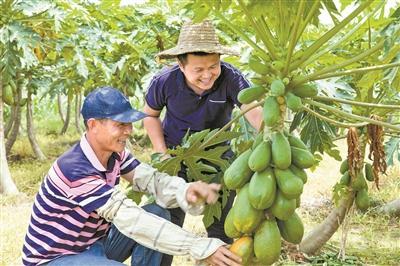 种出靓木瓜，保你有回头客