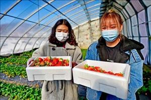 都说农民好客，可城里亲戚到来，农民却高兴不起来，