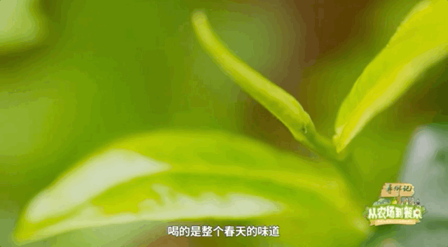 带您品味英德红茶的馥郁芬芳，精致的品茶门道学起来