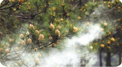 浙江千岛湖姥山岛：一朵松花 一条绿色产业链