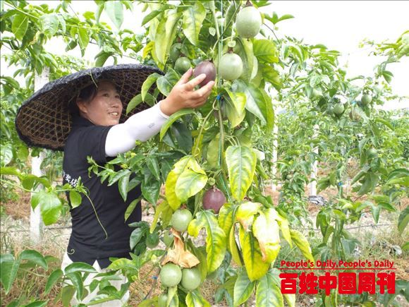 贵州省黄平县百香果产业让百姓喜笑颜开