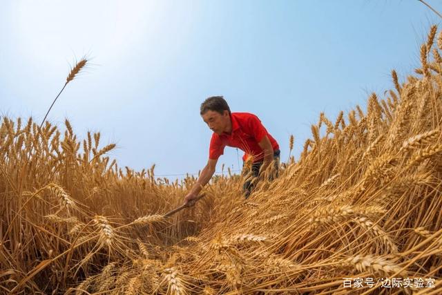 农科院报告：到2025年，中国的粮食供应缺口将达1.3亿吨