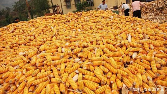 明白国家博弈、经济内循环几个词后，节约粮食背后的意义就清晰了