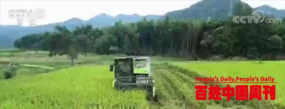三农之声：今年我国粮食库存充裕秋粮长势良好粮食供给保障有力