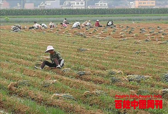 河南新野县樊集乡：钢葱产业致富忙