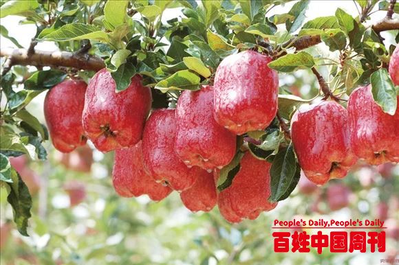 中国农大农业品牌专家韩一军教授：“十四五”是我国农业品牌全面提升阶段 
