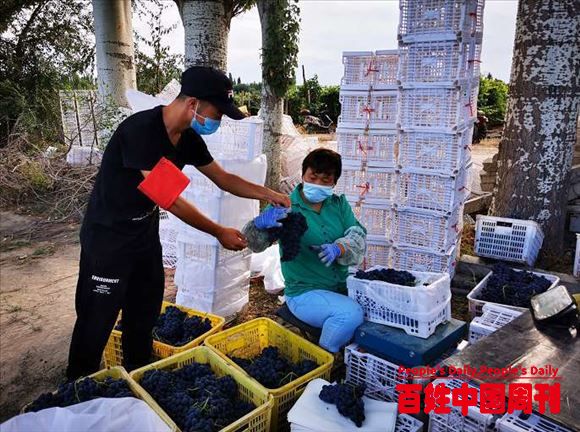新疆霍尔果斯:助农采收、助农销售，我们“有一套”
