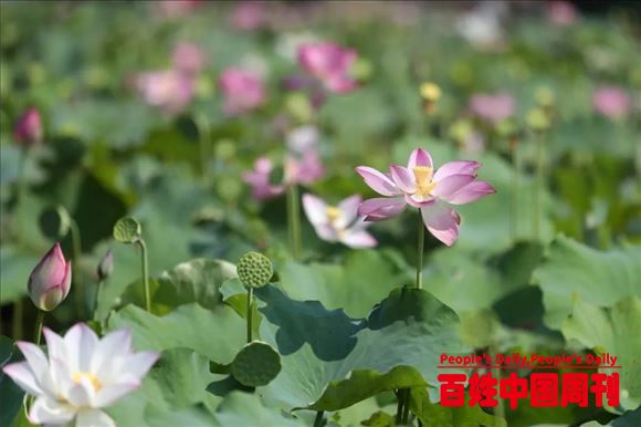 安徽无为市严桥镇首届赏荷采莲节成功举行