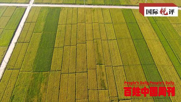 国际锐评丨来之不易的丰收表明中国粮食安全有充分保障