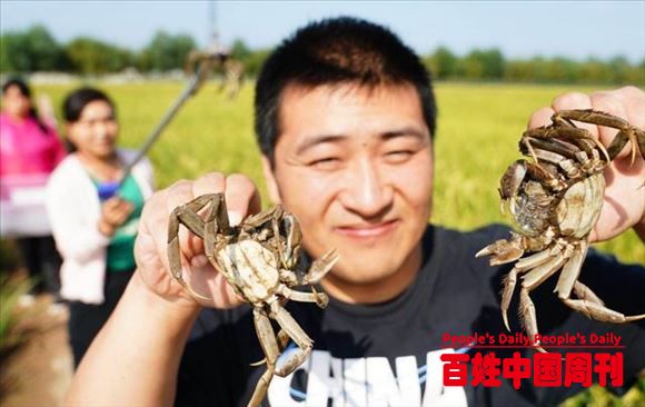 活捉一枚稻田蟹！北京丰台这片农田已成“网红打卡地”