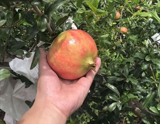 河南省荥阳市第三届中国农民丰收节暨第十六届河阴石榴文化节盛大开幕