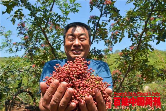河北武安马家庄乡：小小花椒树 结出致富果