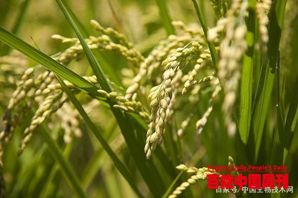 农业农村部部长韩长赋：中国全年粮食产量将继续保持在6.5亿吨以上水平