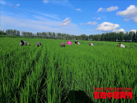 内蒙古：扎赉特旗金鑫宇农牧专业合作社引领200户农民增收致富