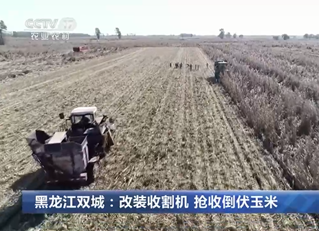  黑龙江：加紧抢收 确保粮食颗粒归仓