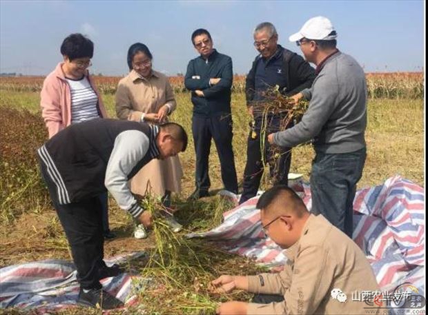 大同市农业农村局组织人员深入一线调研全市粮食作物秋收工作