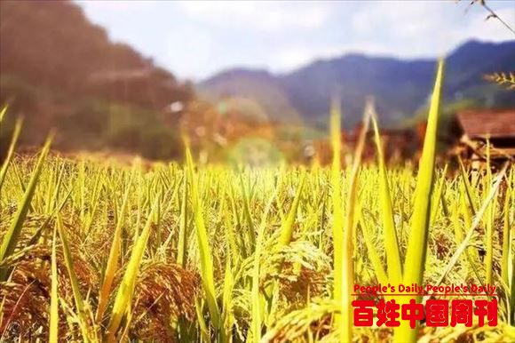 农业农村部表示中央拨款45亿！“托管农业”上升为国家重点支持项目