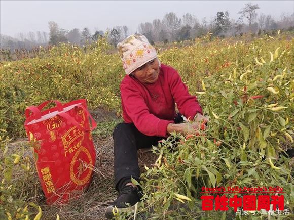 数百亩辣椒无人收获，村民成袋采摘：种植大户不容易