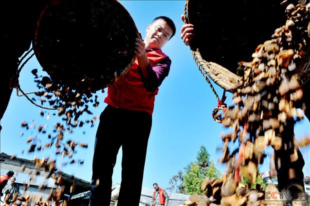 江西德兴：茶籽晒出丰收年