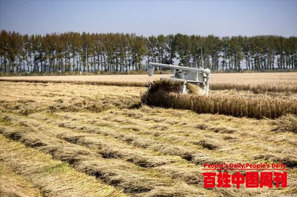为保粮食安全防止耕地“非粮化”农村土地有3个变化