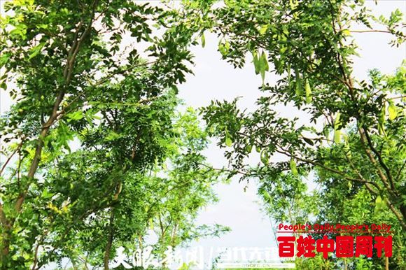 特色林业名声大“皂”——贵州省皂角产业发展综述之一