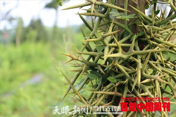 特色林业名声大“皂”——贵州省皂角产业发展综述之二