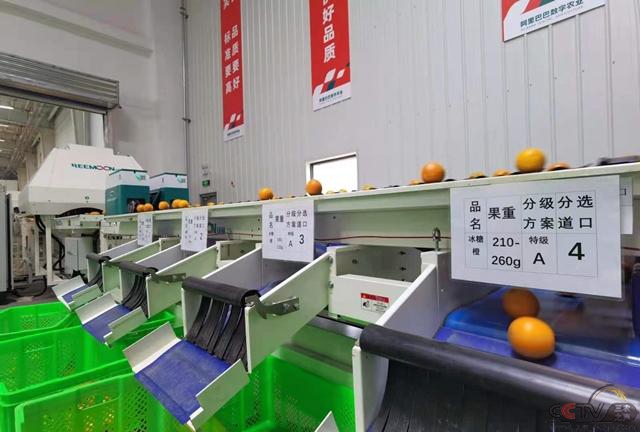 一颗国产即食猕猴桃诞生的背后：数字技术升级农业全链路