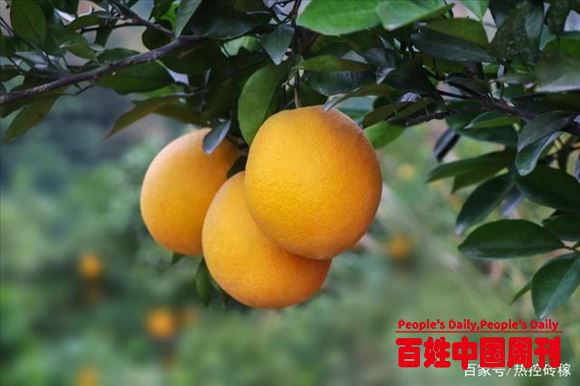 赣南脐橙陆续上市，电商卖家想合作，果农：宁愿卖百家果也不合作