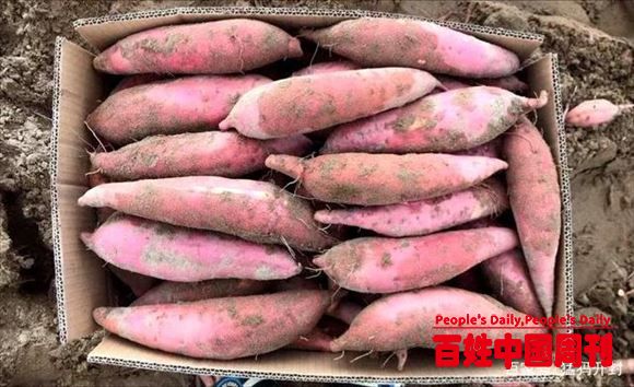 兰考红薯上榜中国特色农产品优势区！