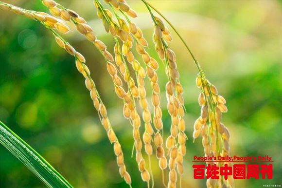 稻谷上涨趋势改变了吗？ 