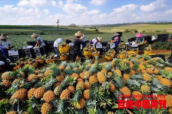 云南省丘北县;为小散农产品“云拼”出大市场